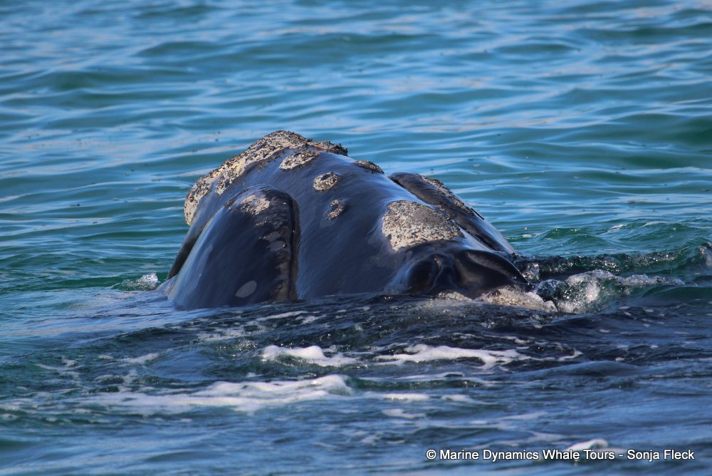 Southern right whale, whale watching, gansbaai, south africa,