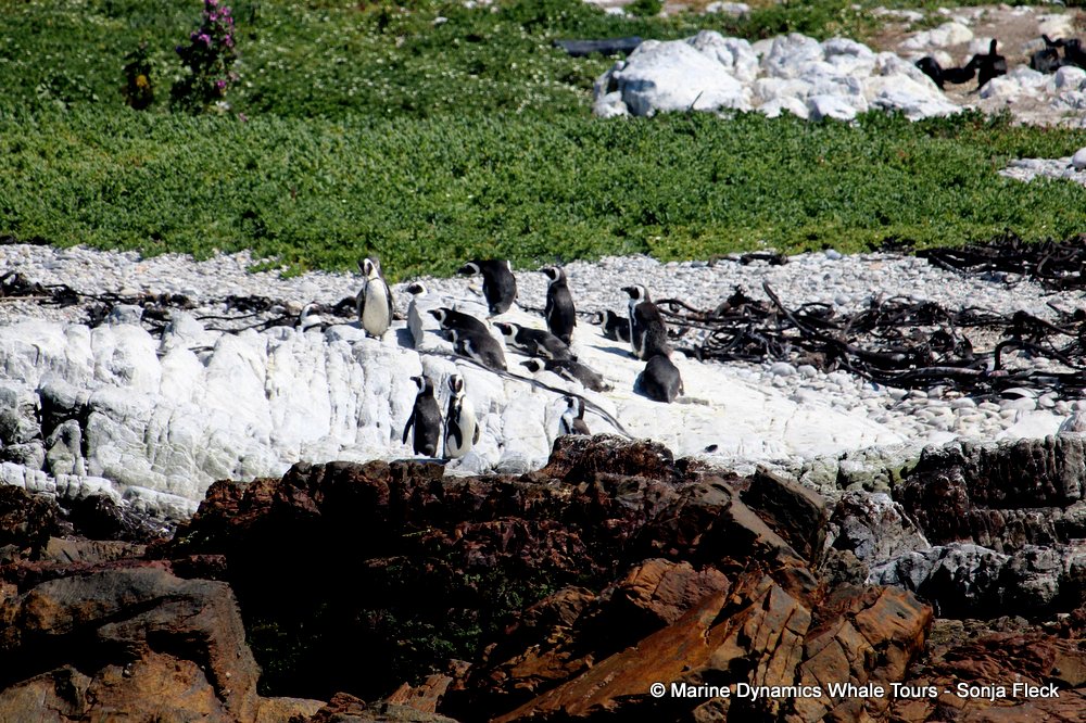 african penguin, whale watching, gansbaai, south africa