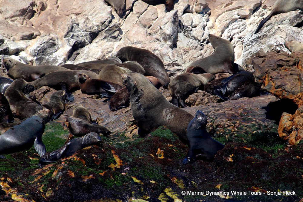 cape fur seal, whale watching, gansbaai, south africa