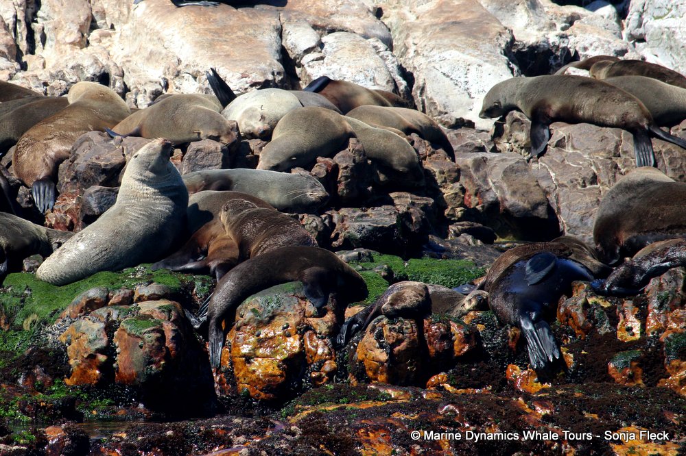 cape fur seal, whale watching, gansbaai, south africa