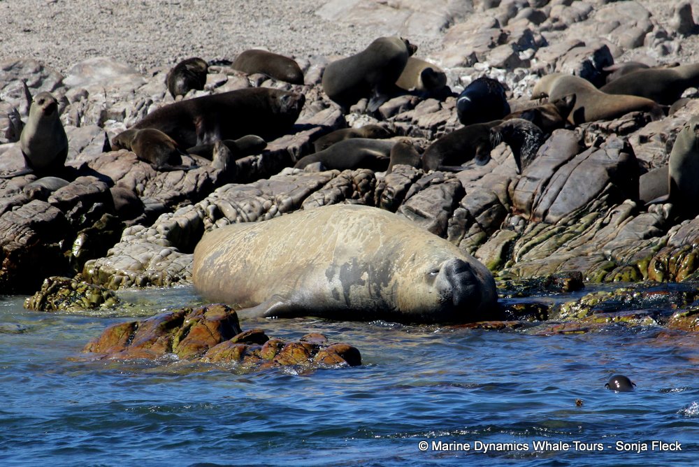 elephant seal, whale watching, gansbaai, south africa