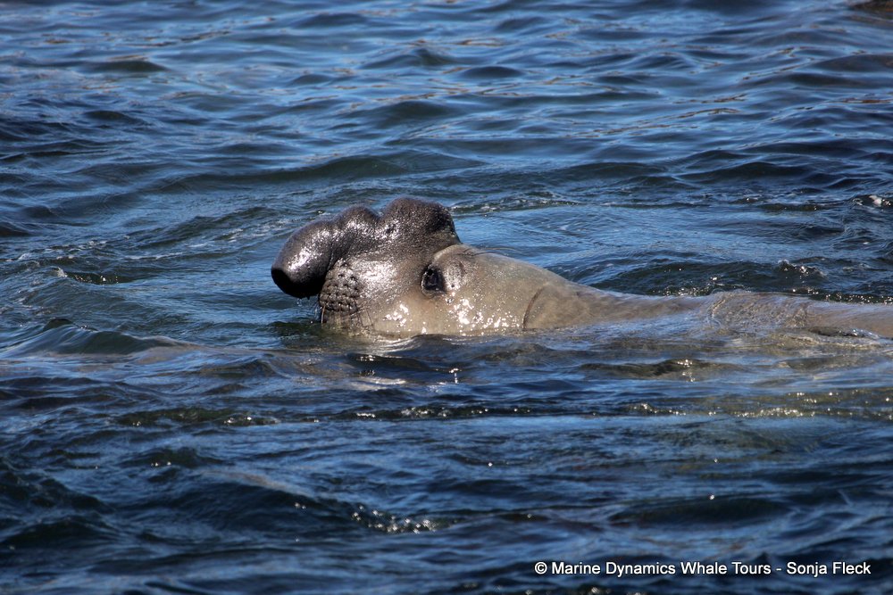 elephant seal, whale watching, gansbaai, south africa