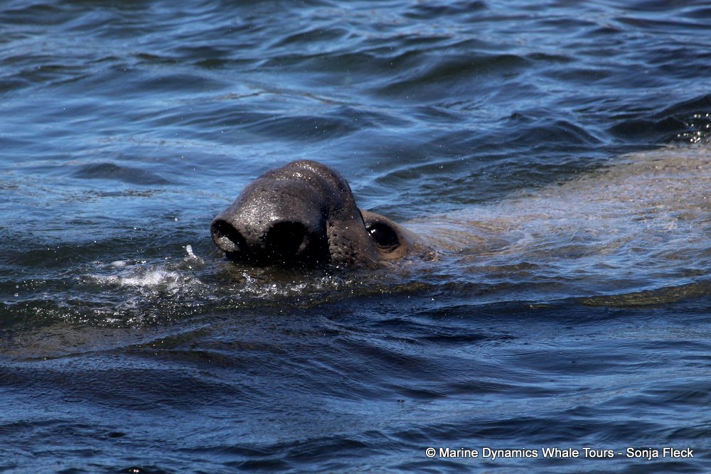 elephant seal, whale watching, gansbaai, south africa