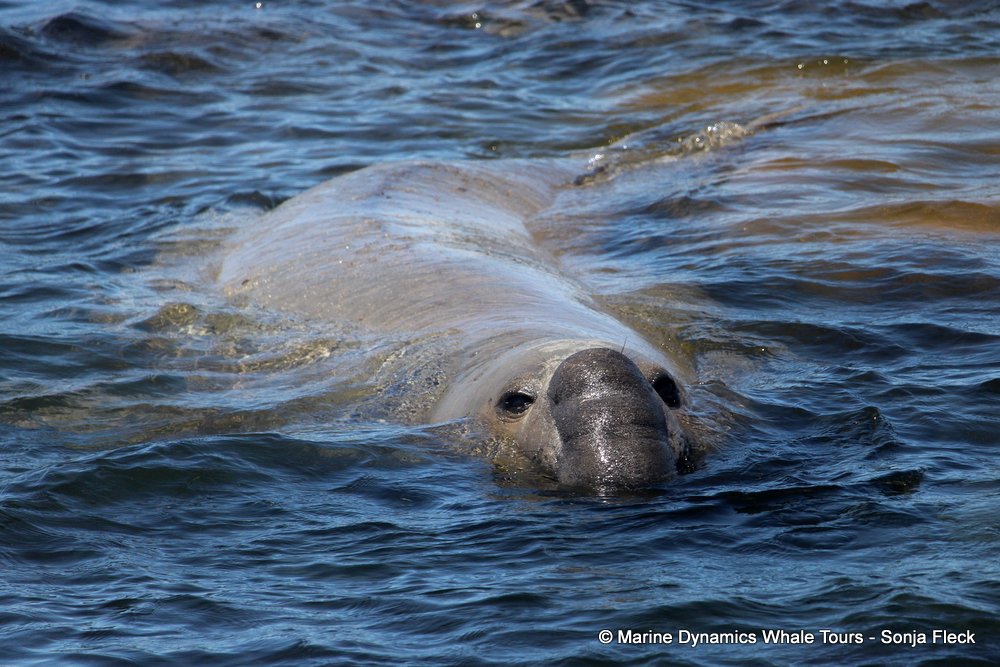 elephant seal, whale watching, gansbaai, south africa
