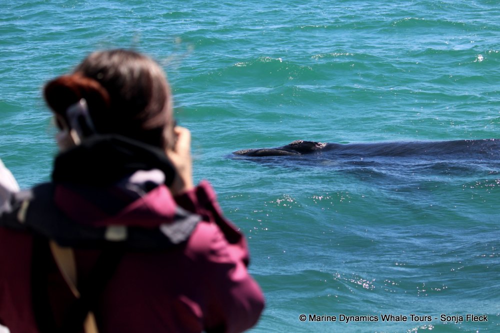 Southern right whale, whale watching, gansbaai, south africa,
