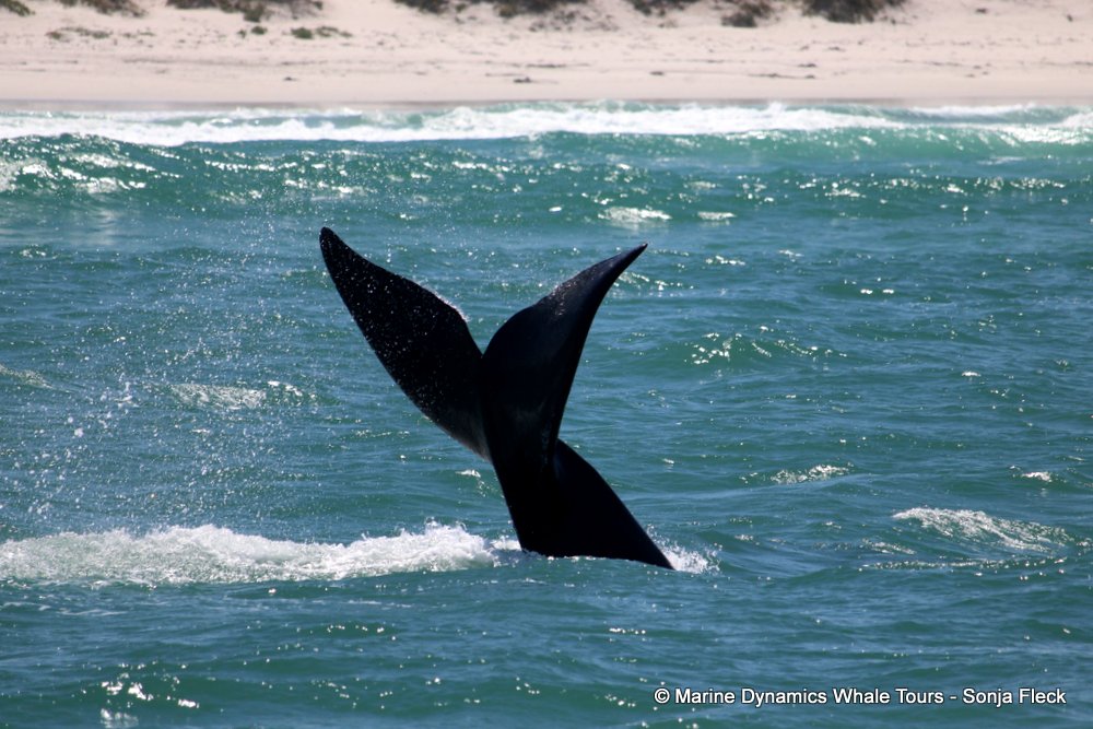 Southern right whale, whale watching, gansbaai, south africa,