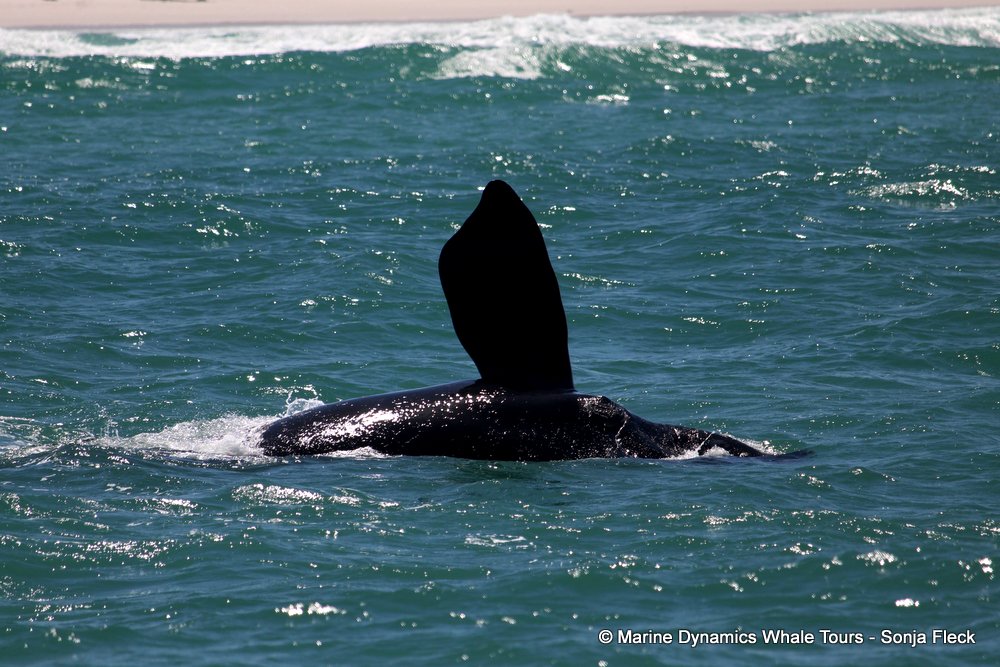 Southern right whale, whale watching, gansbaai, south africa,