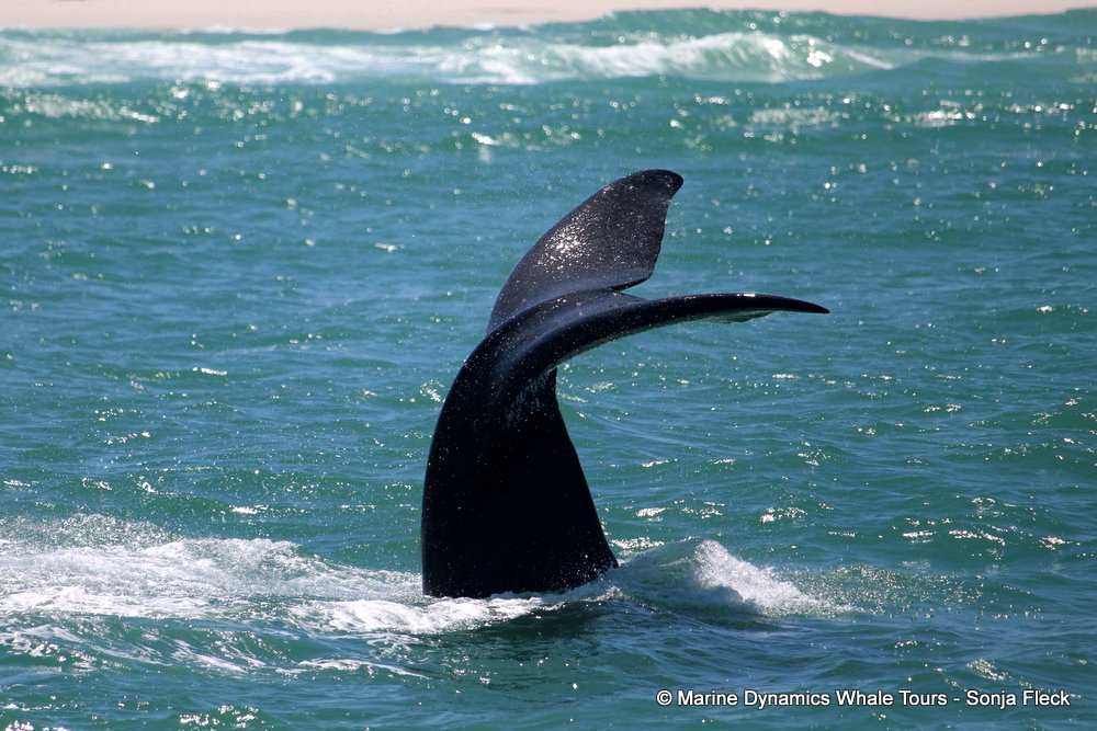 Southern right whale, whale watching, gansbaai, south africa,