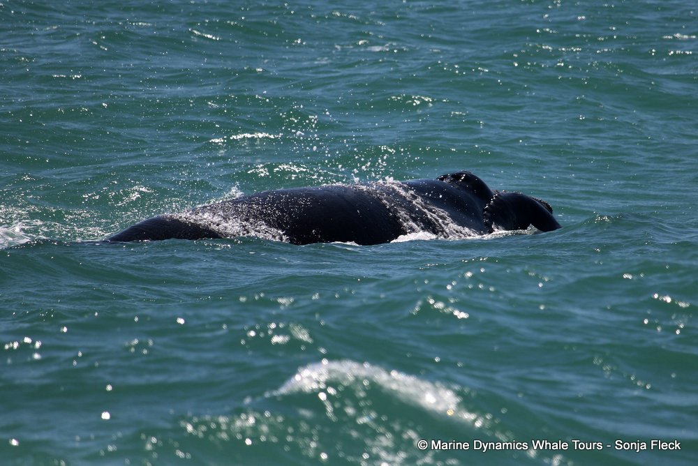 Southern right whale, whale watching, gansbaai, south africa,