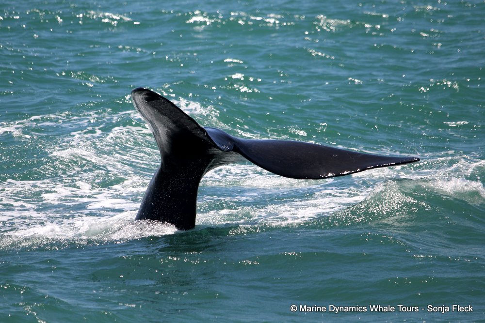 Southern right whale, whale watching, gansbaai, south africa,