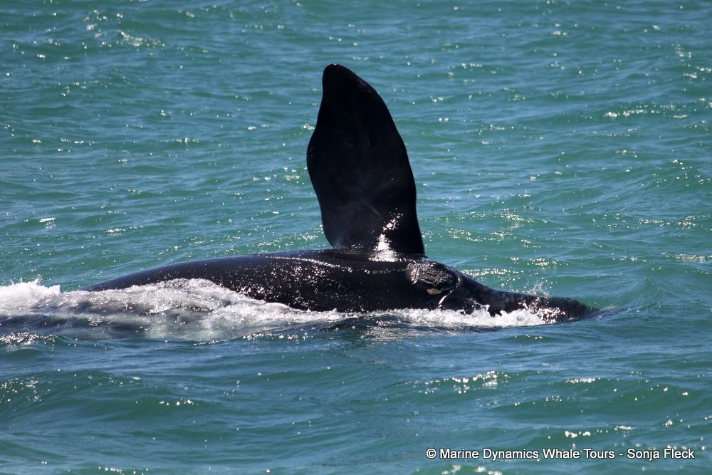 Southern right whale, whale watching, gansbaai, south africa,