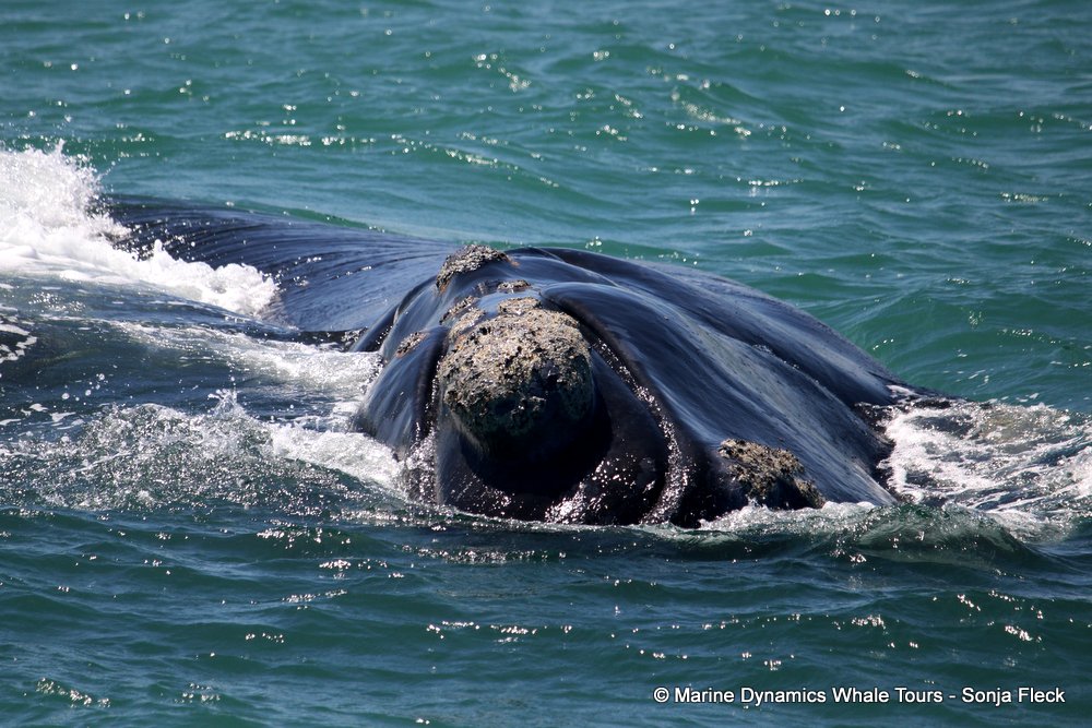 Southern right whale, whale watching, gansbaai, south africa,