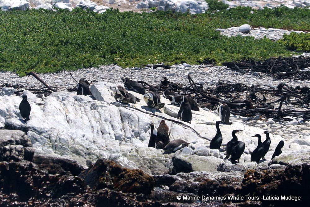african penguin, whale watching, gansbaai, south africa