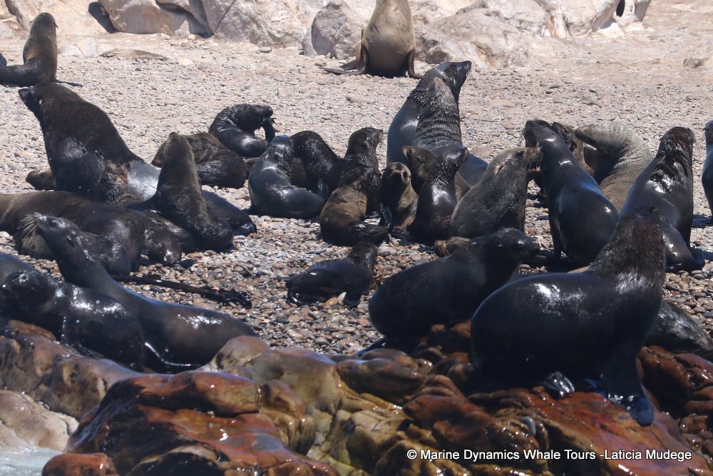 cape fur seal, whale watching, gansbaai, south africa