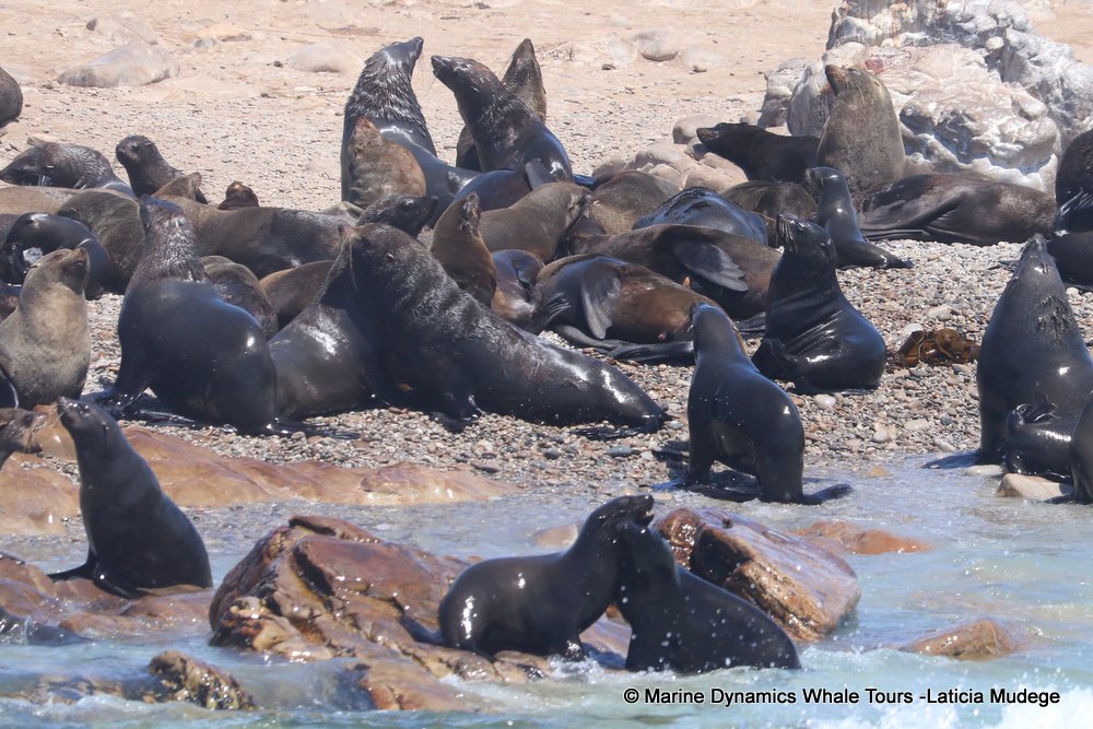 cape fur seal, whale watching, gansbaai, south africa