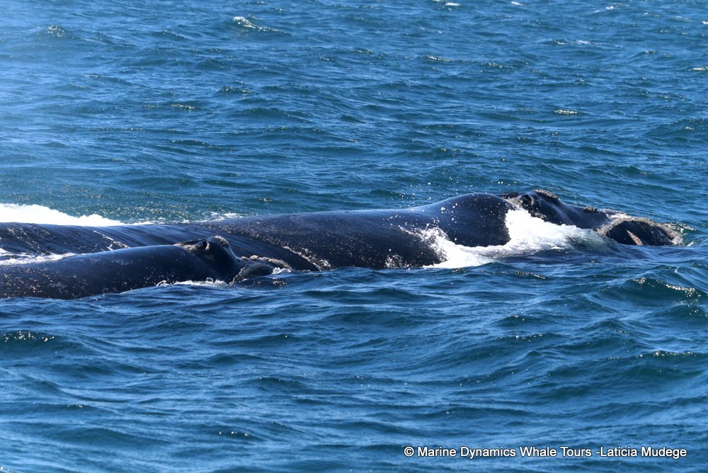 Southern right whale, whale watching, gansbaai, south africa,