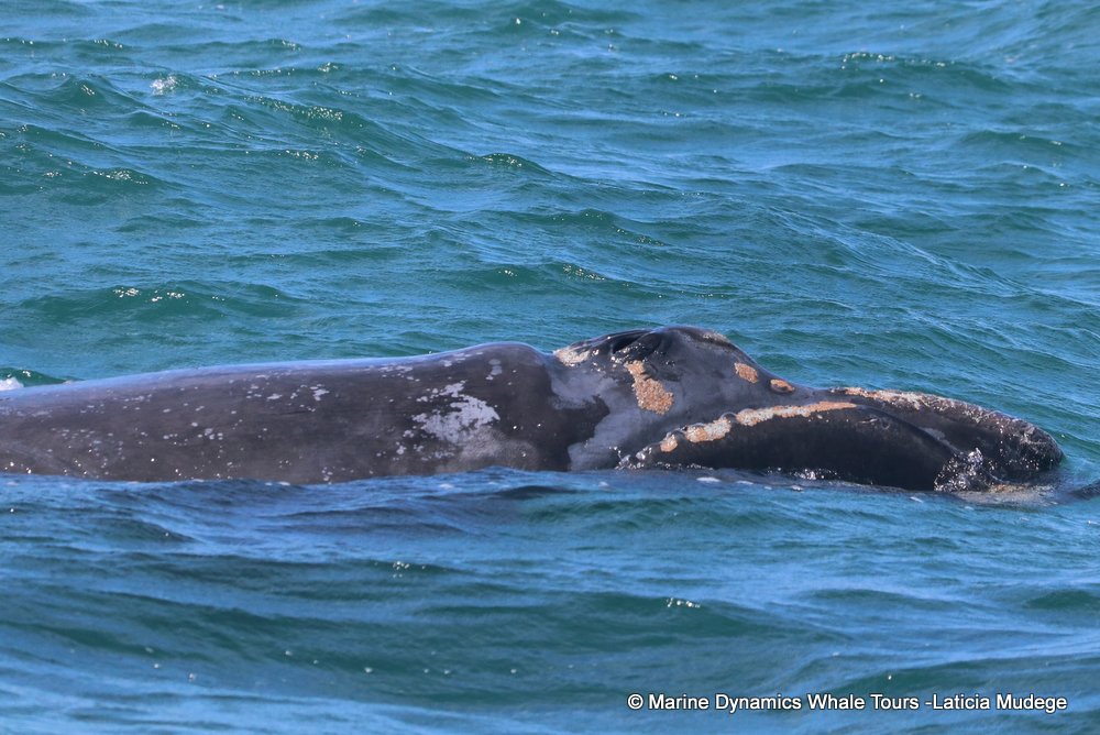 Southern right whale, whale watching, gansbaai, south africa,