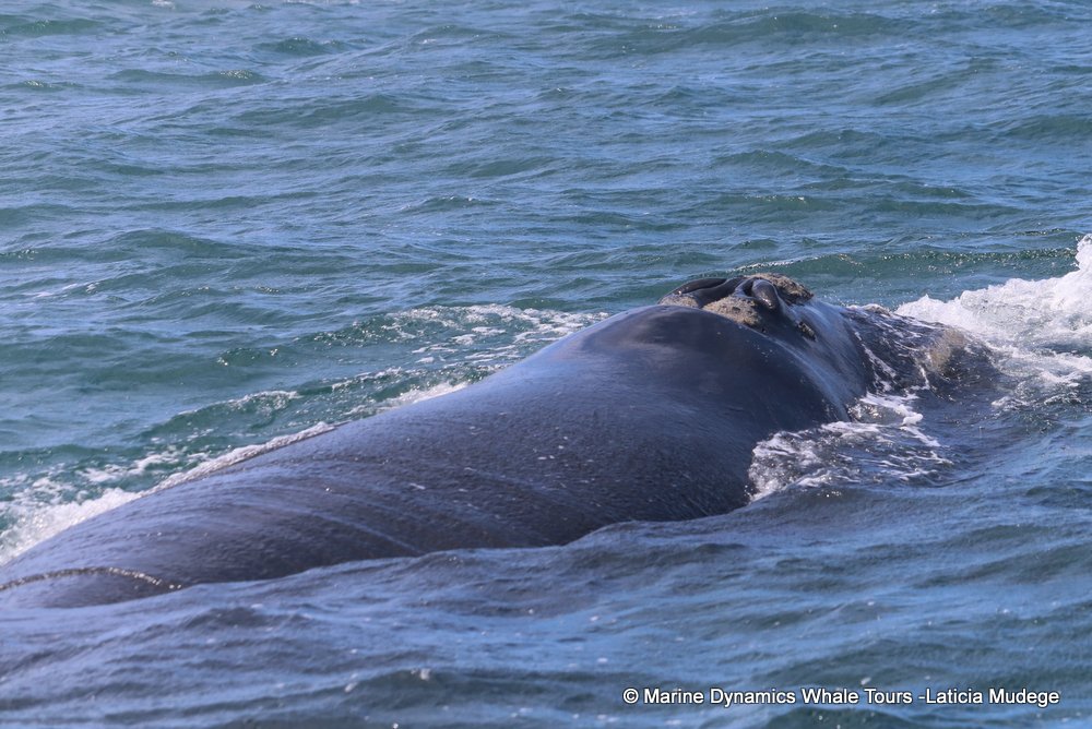Southern right whale, whale watching, gansbaai, south africa,