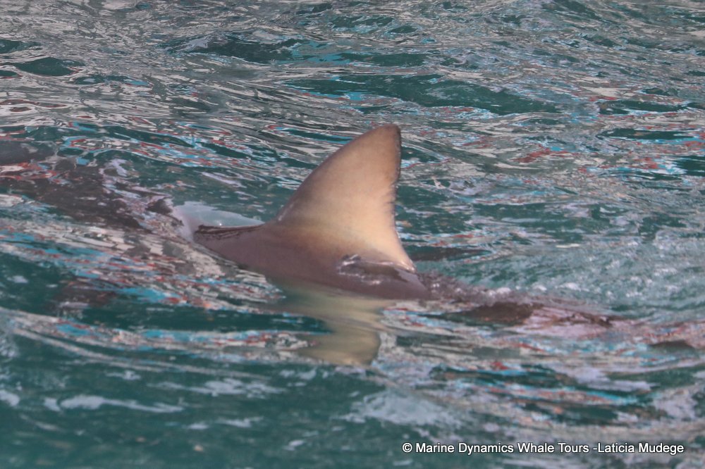 bronze whaler shark, whale watching, gansbaai, south africa,