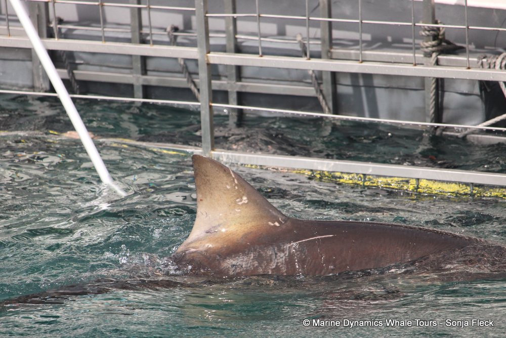 bronze whaler shark, whale watching, gansbaai, south africa,