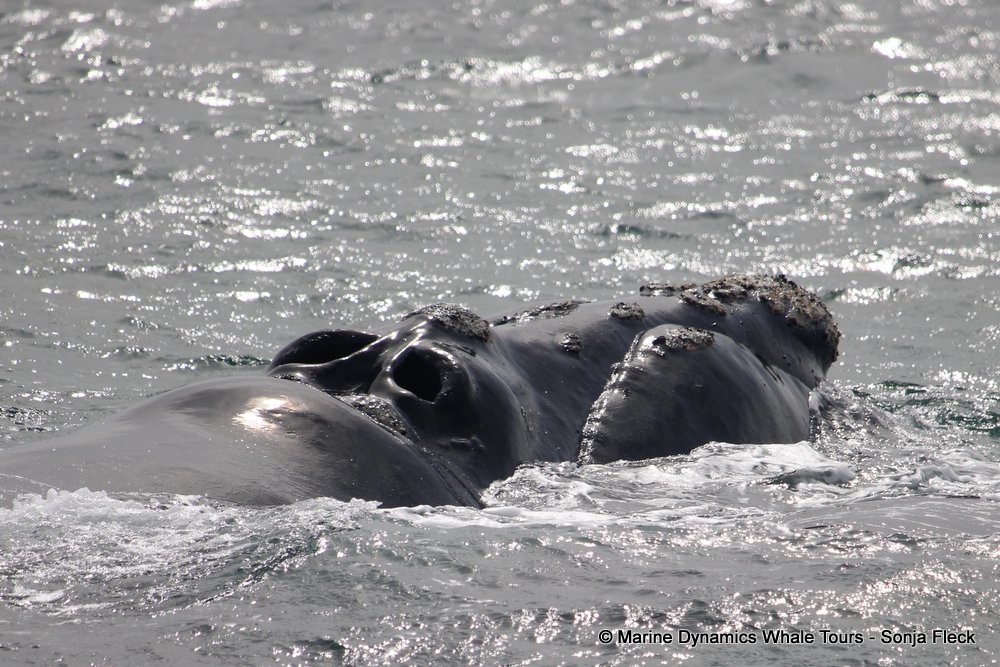 Southern right whale, whale watching, gansbaai, south africa,