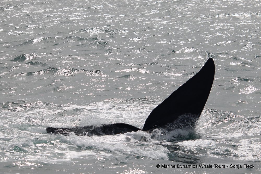 Southern right whale, whale watching, gansbaai, south africa,