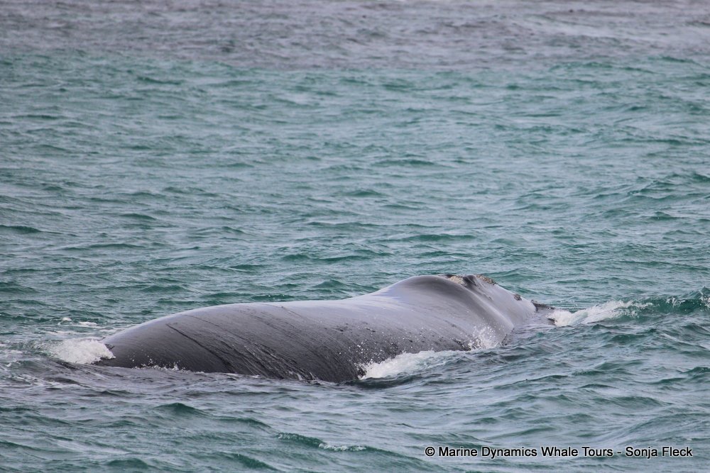 Southern right whale, whale watching, gansbaai, south africa,