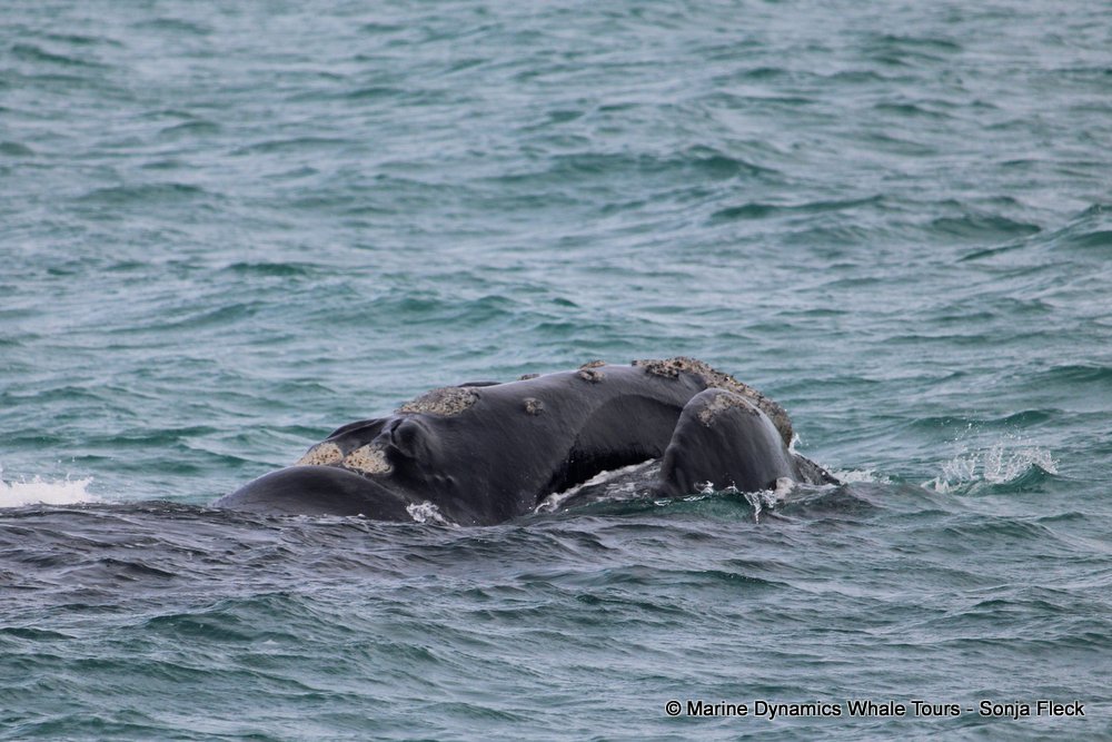 Southern right whale, whale watching, gansbaai, south africa,