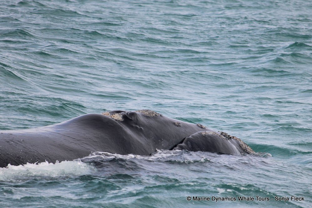 Southern right whale, whale watching, gansbaai, south africa,