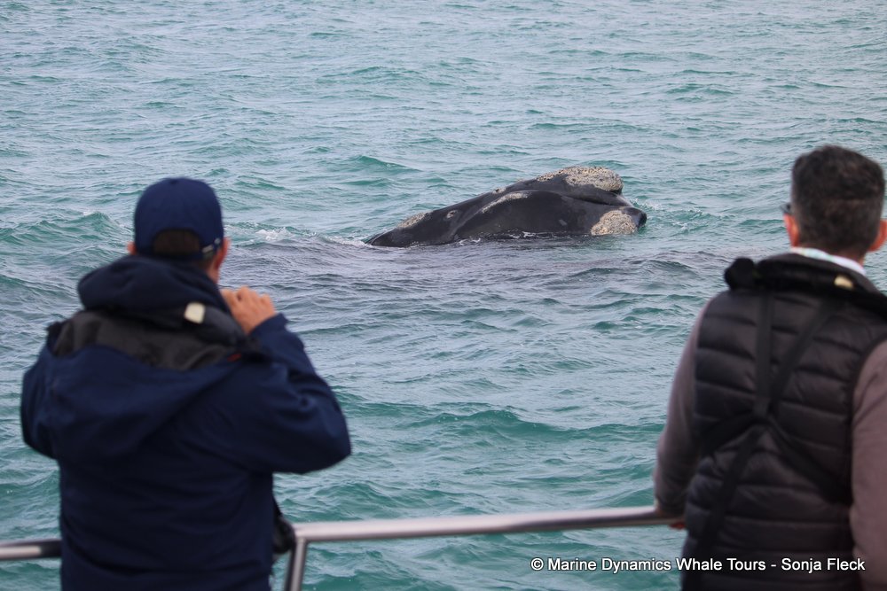 Southern right whale, whale watching, gansbaai, south africa,