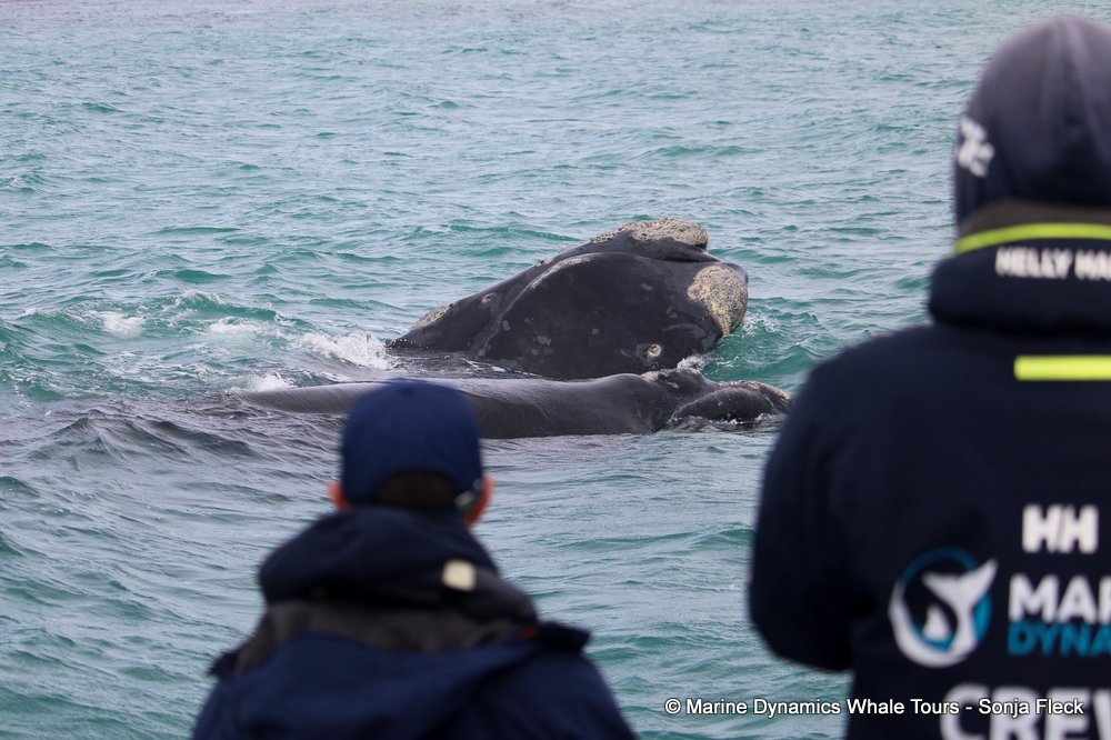 Marine Big 5 Daily Blog 25 October