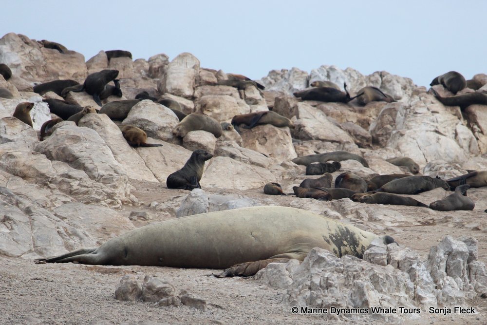elephant seal, whale watching, gansbaai, south africa
