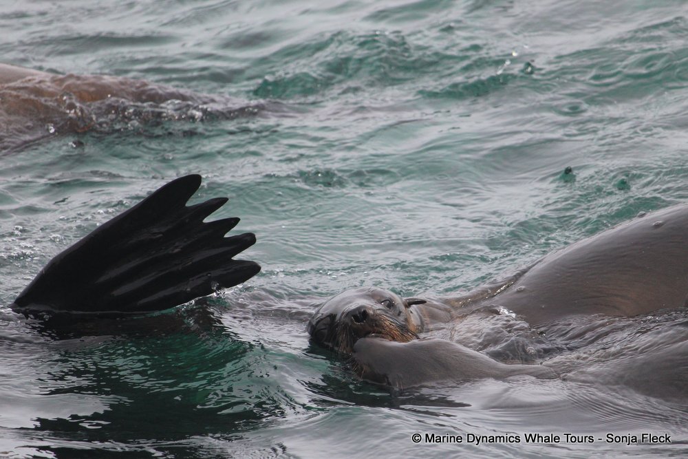 cape fur seal, whale watching, gansbaai, south africa