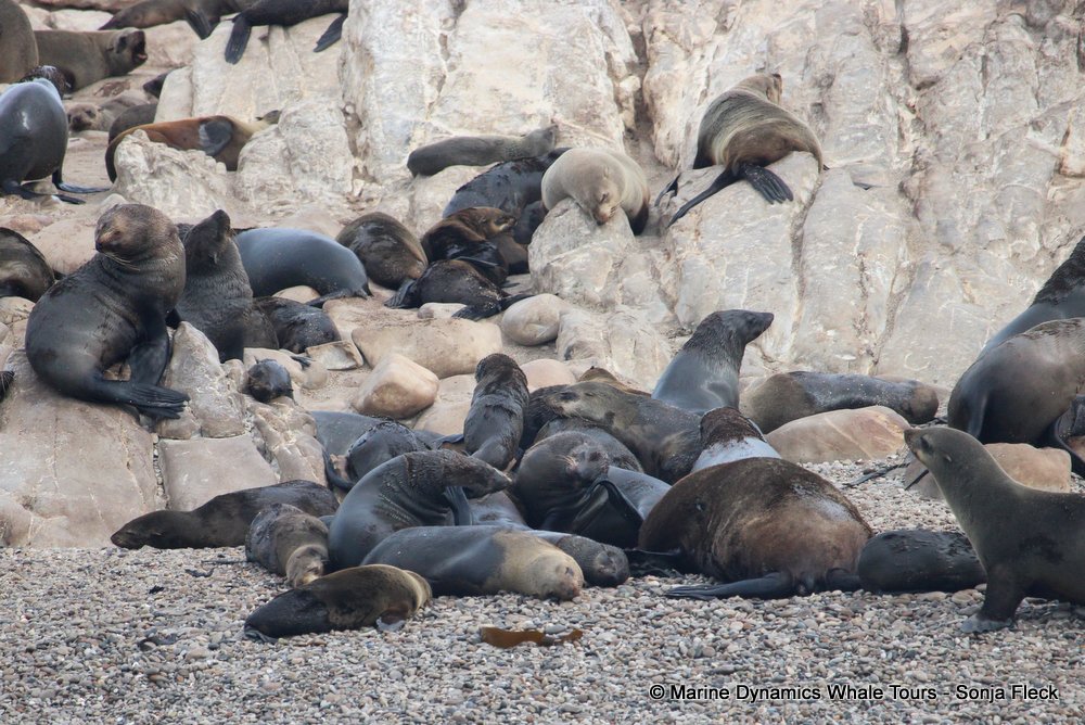 cape fur seal, whale watching, gansbaai, south africa