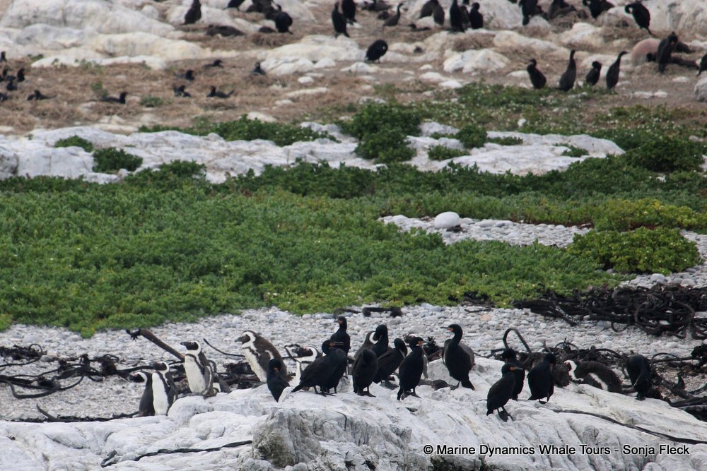penguins, whale watching, gansbaai, south africa,