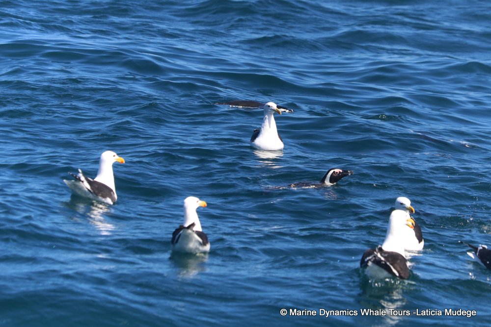 african penguin, whale watching, gansbaai, south africa