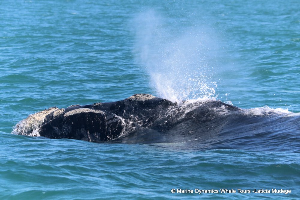 Southern right whale, whale watching, gansbaai, south africa,