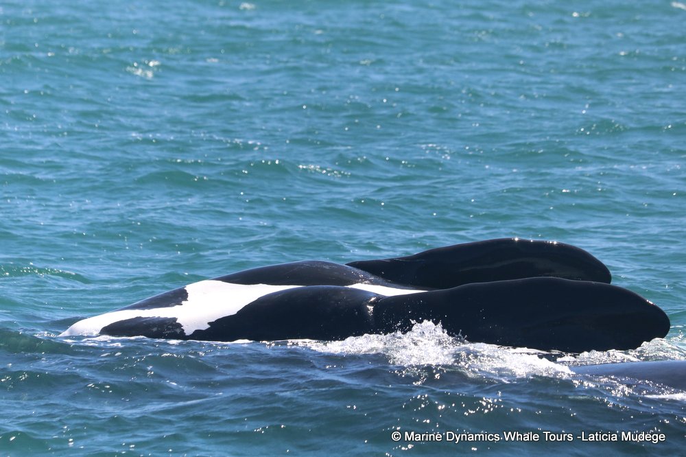 Southern right whale, whale watching, gansbaai, south africa,
