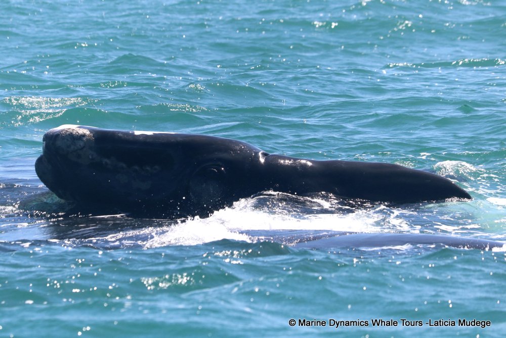 Southern right whale, whale watching, gansbaai, south africa,