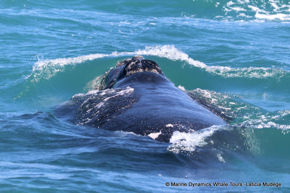 Southern right whale, whale watching, gansbaai, south africa,
