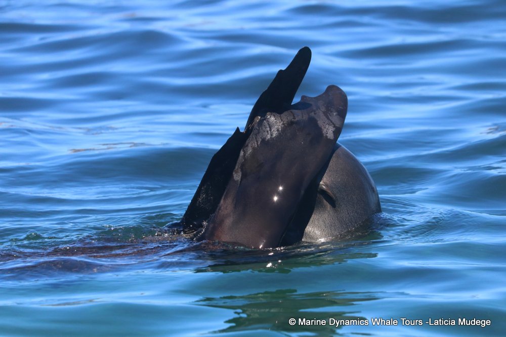 cape fur seal, whale watching, gansbaai, south africa