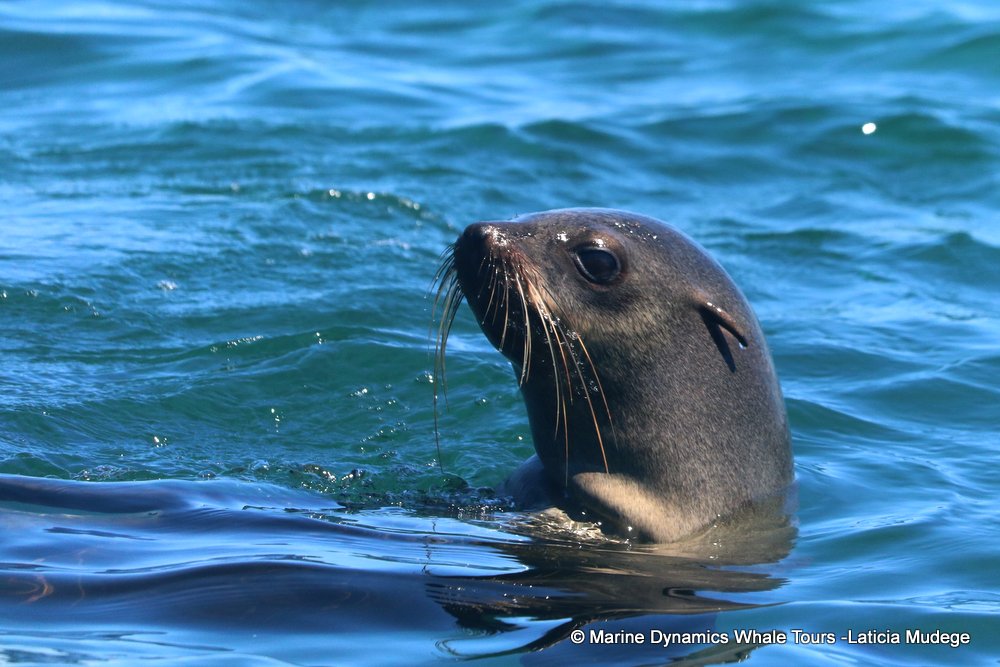 cape fur seal, whale watching, gansbaai, south africa