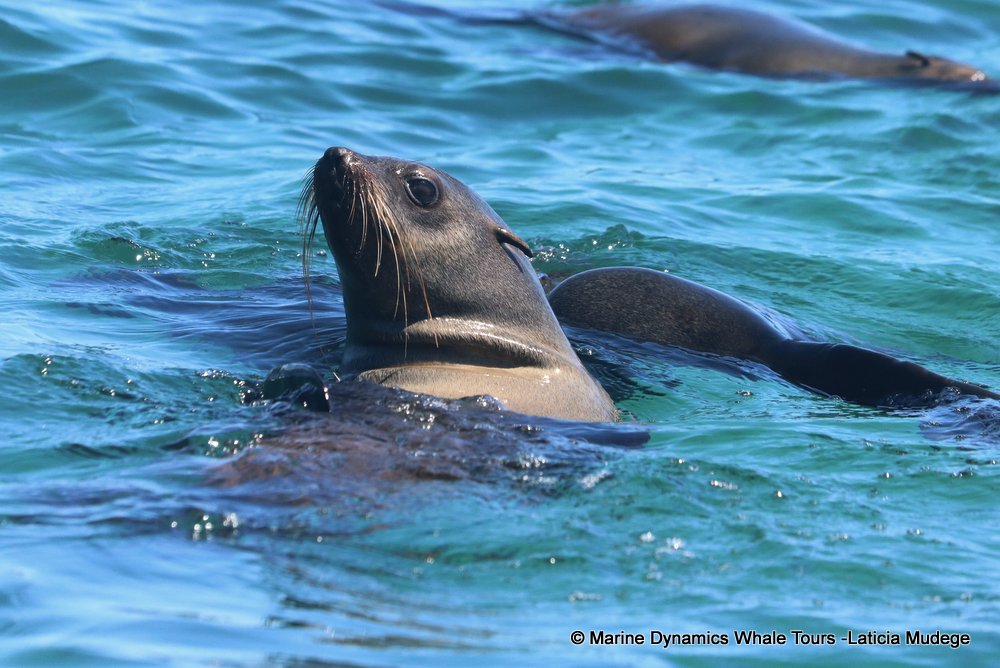 cape fur seal, whale watching, gansbaai, south africa