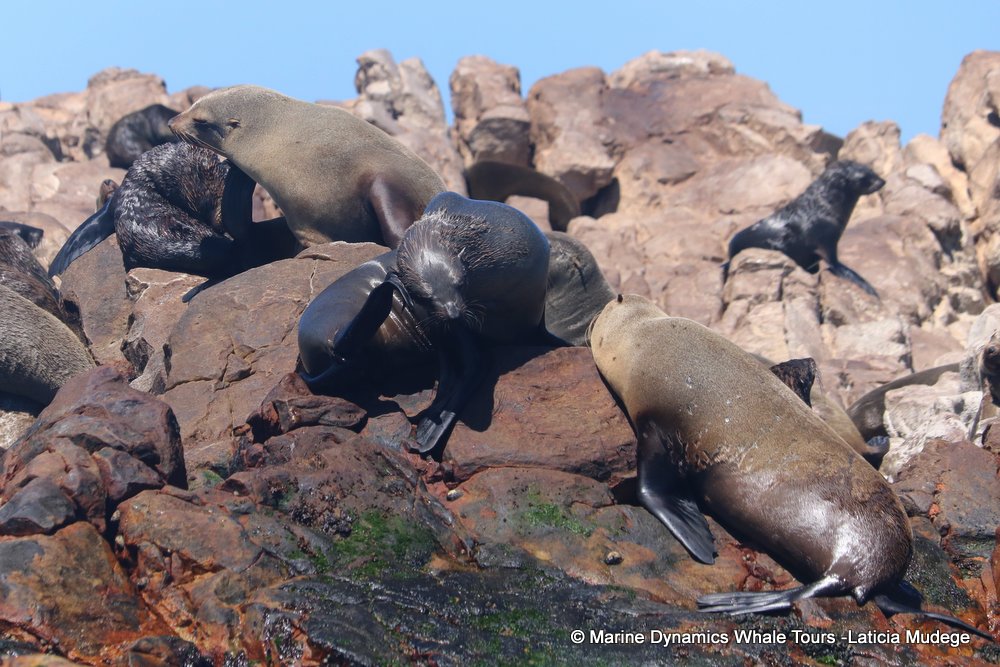 cape fur seal, whale watching, gansbaai, south africa