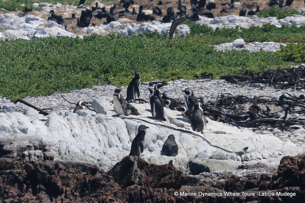 african penguin, whale watching, gansbaai, south africa