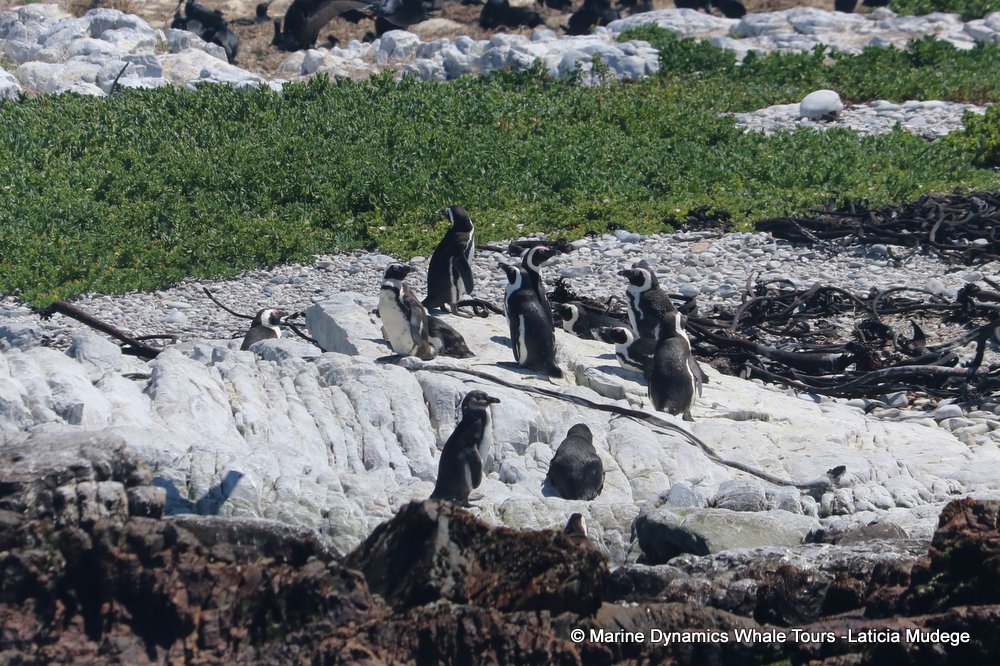 african penguin, whale watching, gansbaai, south africa