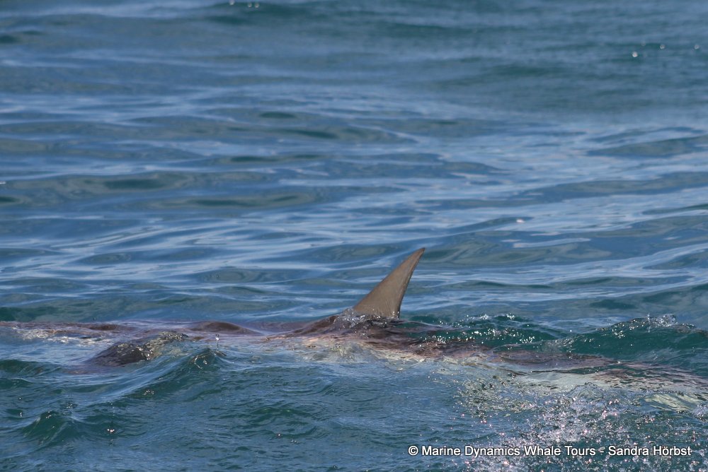 bronze whaler shark, whale watching, gansbaai, south africa,