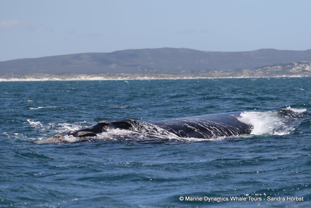 Southern right whale, whale watching, gansbaai, south africa,