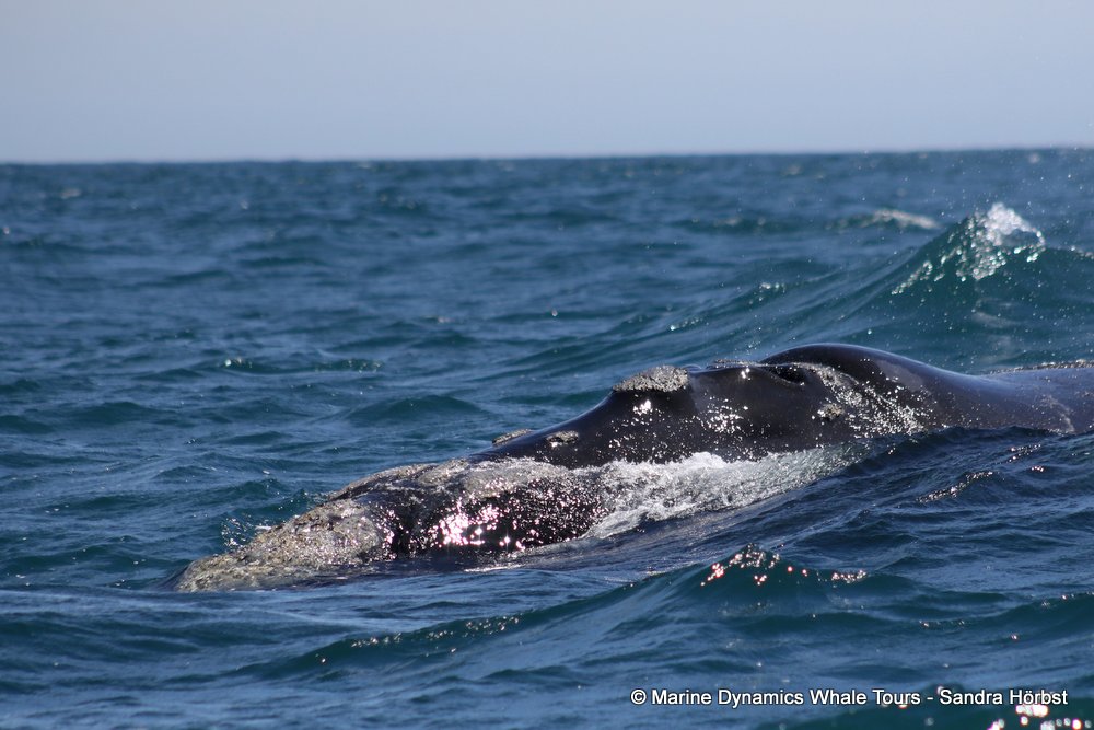 Southern right whale, whale watching, gansbaai, south africa,