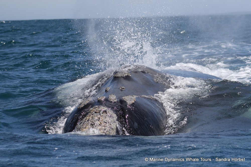 Southern right whale, whale watching, gansbaai, south africa,